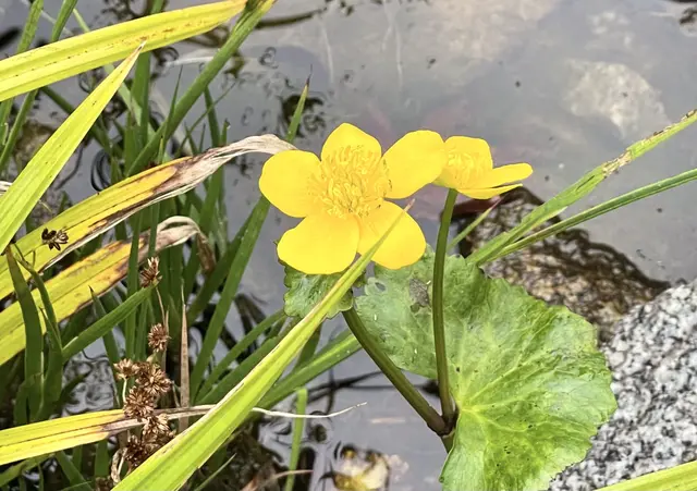 Sumpfdotterblume im Spätherbst | Foto: Friedrich Toussaint