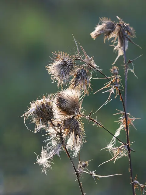Entdeckt am Waldrand oberhalb von Hernstein | Foto: Anton Kroh