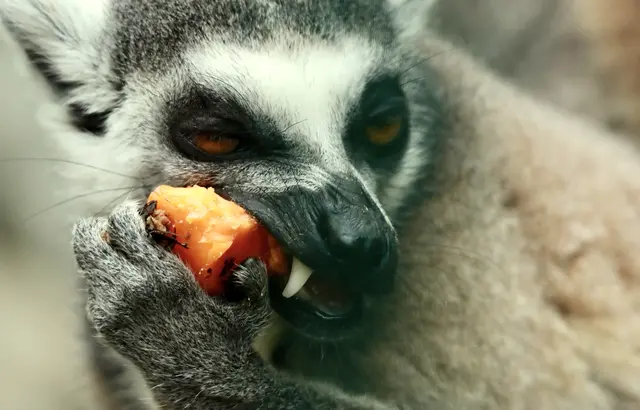... eine Aufnahme "beschnitten" auf einmal eine ganz andere. | Foto: Friedich Toussaint
