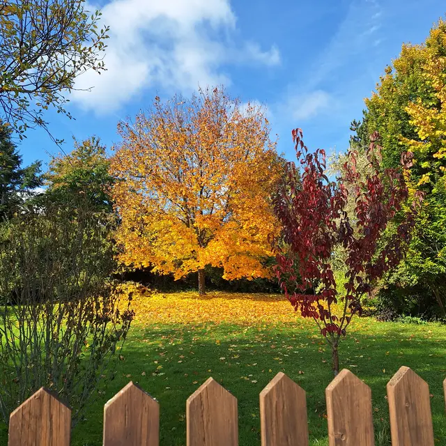 Alles bunte im Herbst... | Foto: Sibylle 