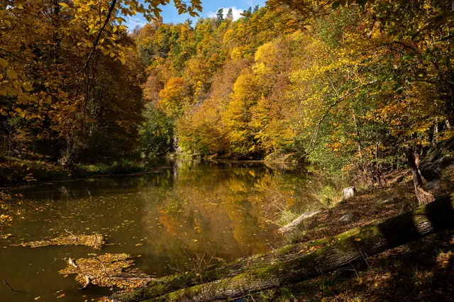 Gelb scheint derzeit die dominierende Farbe im Thayatal zu sein, wie hier bei den Rollsteinen. 