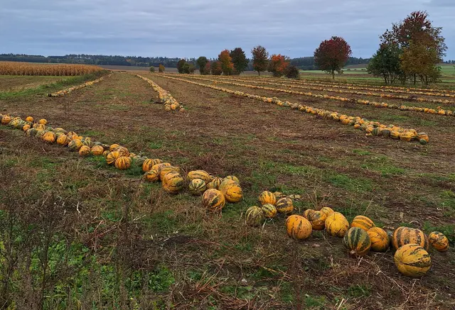 Noch befinden sich Kürbisse am Feld,   | Foto: Sibylle 