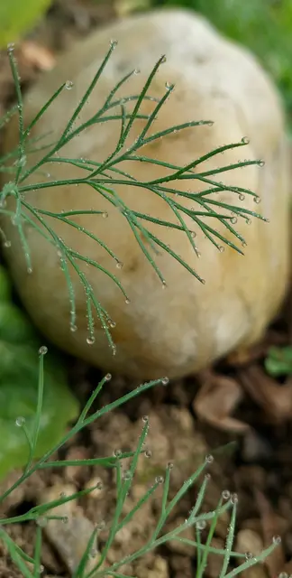 ...einfach "nur" Dill! ...ist mir vor die Füße gefallen  - heute im Garten beim Einsammeln von Kräutern, für's Kräuter-Butterbrot 😋

 | Foto: Monika Petanovitsch