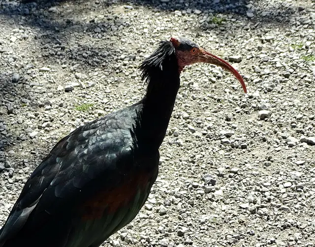 ... ich bin nicht frisiert!
Waldrapp im Almtal | Foto: Friedrich Toussaint