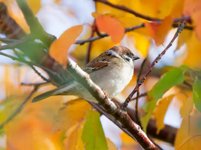 Feldsperling, in der Nähe der Schönauer Teiche | Foto: Anton Kroh