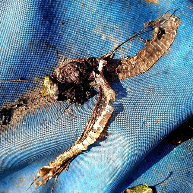 Diese schlangenhaut haftete auf einer teichplane...vermutlich von einer Ringelnatter! | Foto: Sibylle 