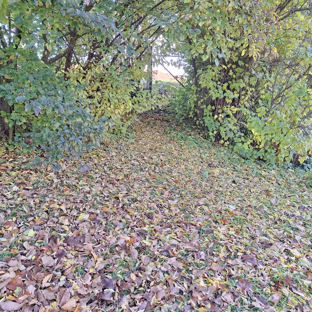 Es Raschelt. | Foto: Laub