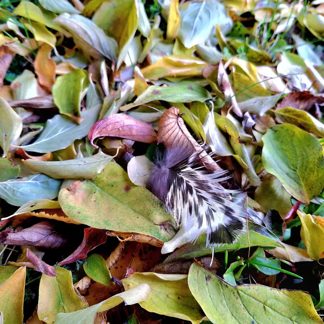 Herbstlaub unten, da legte sich eine feder zu bette... | Foto: Sibylle 