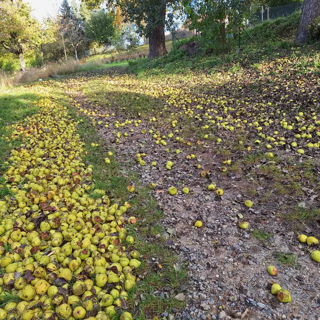 Mostbirnen, und keiner mag sie! | Foto: Sibylle 