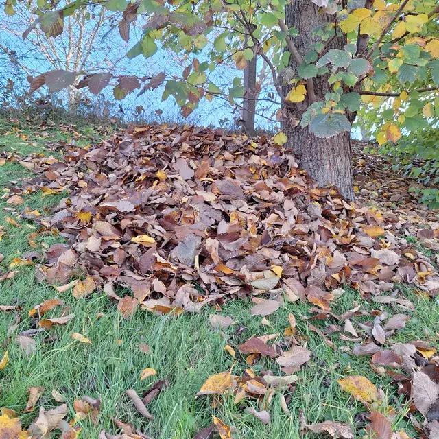 Dieses Laub dient zum Unterschlupf . Zur beschwärung des laubes kommt noch etwas Holz darauf. | Foto: Sibylle 