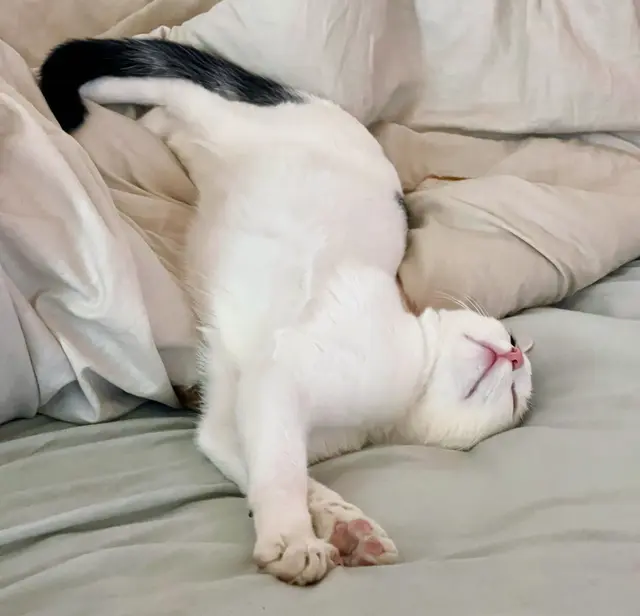 ... is a guat schlåf'n | Foto: Friedrich Toussaint