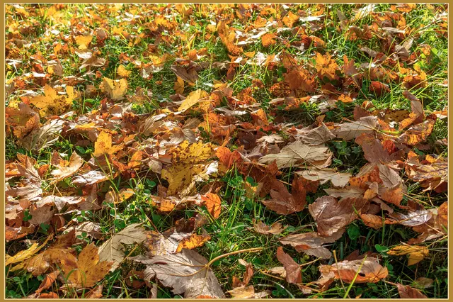 Eine Wiese im Schlosspark bedeckt mit Herbstlaub sind die schönen Seiten an dem kalten Herbst.