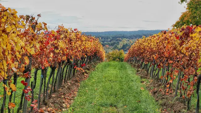 Blick in eine Rebzeile bei Enzesfeld | Foto: Anton Kroh 