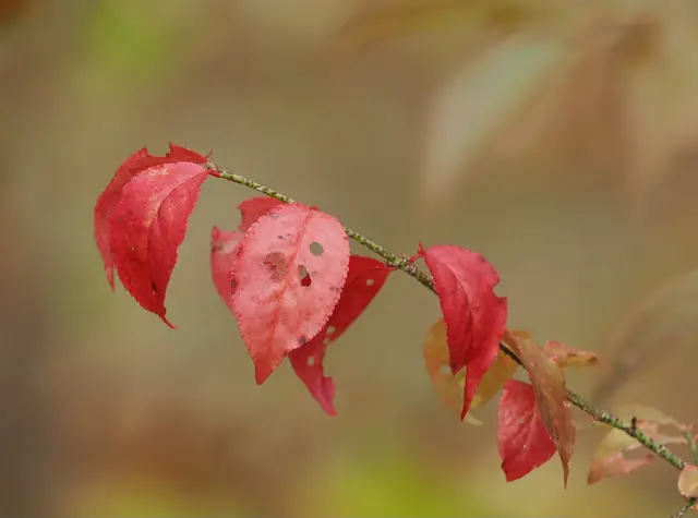 Einfach nur Blätter, aber in schöner Herbstfarbe  | Foto: Anton Kroh