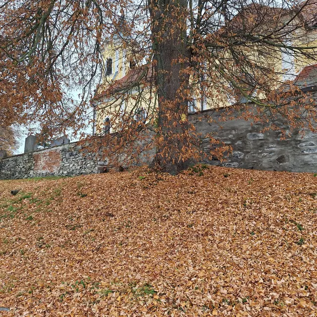 Herrlich Laubvoll, dieser Anblick ist genussvoll.... | Foto: Sibylle 