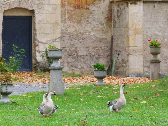 Die drei Höckergänse bewachen aufmerksam eine Tür des Schlosses Pottendorf. | Foto: Anton Kroh 