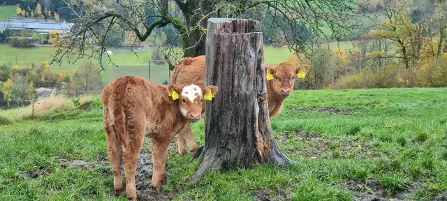 Schön langsam gehn die Weidetage dem Ende zu, die Zwei scheuen weder Regen noch den Wind, Hauptsache herumtollen 🤗