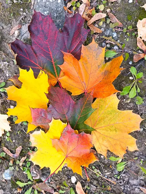 Frau Regner schreibt: die Ahorn Blätter sind am buntesten. Am Parkplatz  zur Donau Runde in Schönau an der Donau. 
 | Foto: Christine Regner