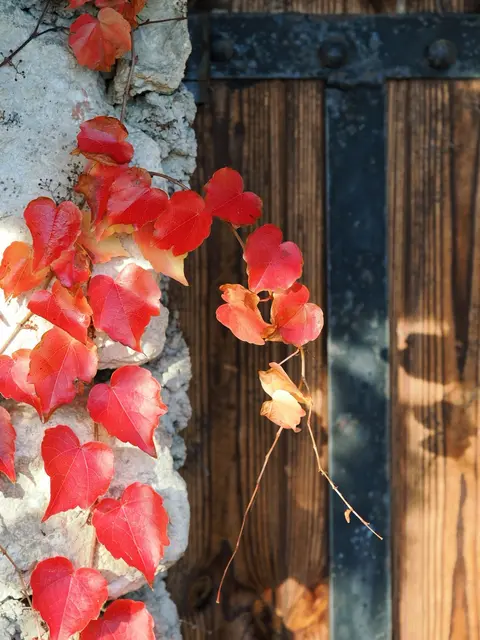 Detail einer Weingartenhütte im Herbst bei Bad Vöslau | Foto: Anton Kroh 