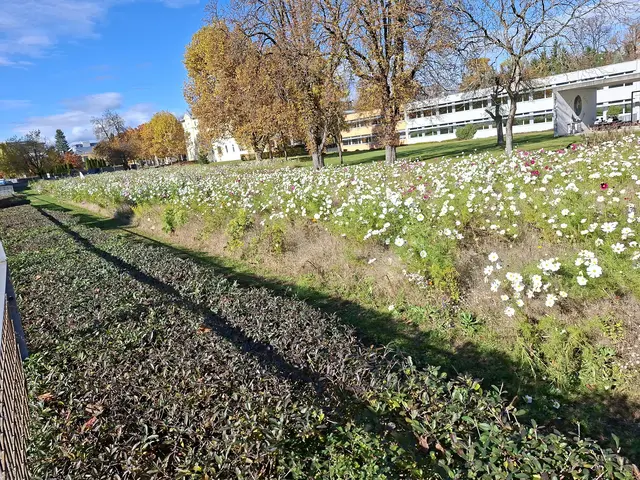 Leider gibt es solche schöne Blumenwiesen in städtischen Gartenanlagen nicht ... 