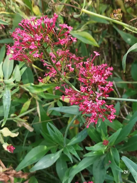 Blühende Pflanzen sind schön anzuschauen. ...und lenken ab. In den Blüten hat sich auch eine Schwebfliege bequem gemacht. Findest du sie? | Foto: Zuzana Kobesova 2025