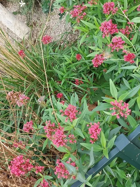 Diese kleinen taubenfärbingen und -förmigen Insekten, die in Luft schwebend Blumen umschwärmen und dabei mit dem langen Rüssel am Nektar zuzeln. Sie haben zu zweit diesen Blumenbeet für sich entdeckt. Findest du sie, kannst auch du sie bewundern. 😃🏵🦋 | Foto: Zuzana Kobesova 2025
