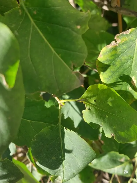 Klein, aber ohooo. Eine kleine Wespe war hier zwischen den Blättern unterwegs. Schlank und in ihrem "Gewand" fast nicht zu sehen. Schwarz-gelb war gestern. Wo ist sie? 🕶🐝 | Foto: Zuzana Kobesova 