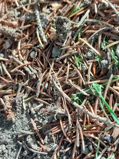 Wozu Zauberumhang von Harry Potter, wenn man sich gut tarnen kann? Das muss sich auch eine Fliege gedacht haben. Zwischen Erde und trockenen Nadeln wirkt sie wie unsichtbar. Wo ist sie? 🪰 | Foto: Zuzana Kobesova 