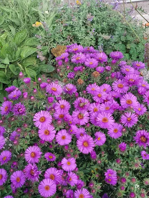 Wer die letzten Tage am Friedhof war, hat wahrscheinlich auch Blumen wie diese gesehen. Leicht entgeht dabei, dass hier so manche Biene noch immer am Werkeln ist. Findest du sie? Eine kleine Truppe von 4 Bienen ist auf diesem Bild unterwegs.  | Foto: Zuzana Kobesova 