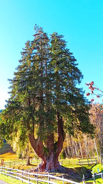 Die mächtige Kandelaberfichte in der Gemeinde Arriach ist ca. 600 Jahre alt. Ein Naturjuwel.