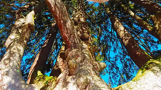 Blick durch die Krone der mächtigen, ca. 600 Jahre alten Kandelaberfichte in der Gemeinde Arriach.