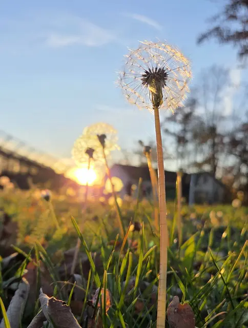 Noch jetzt im Herbst sind Pusteblumen anzutreffen  | Foto: Martina Fölser 