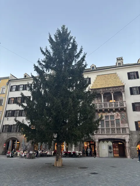 Innsbrucker Altstadt: Der Baum stammt heuer aus dem Stadtteil Mühlau, ist 65 Jahre alt und 18 Meter hoch.  | Foto: Kendlbacher