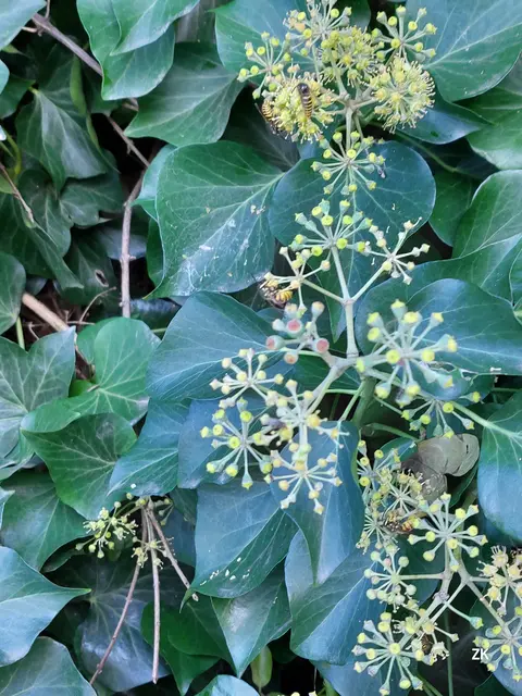 Die immer kühleren Nächte sind nicht das größte Problem der Insekten. Es gibt schlicht nicht mehr viel, das blüht und Nektar spendet. Entsprechend klammerten sich im 20. Bezirk fünf Wespen an die letzten Efeu-Blüten. Wo sind sie - findest du sie alle? 🐝🥀💪 | Foto: Zuzana Kobesova 2025