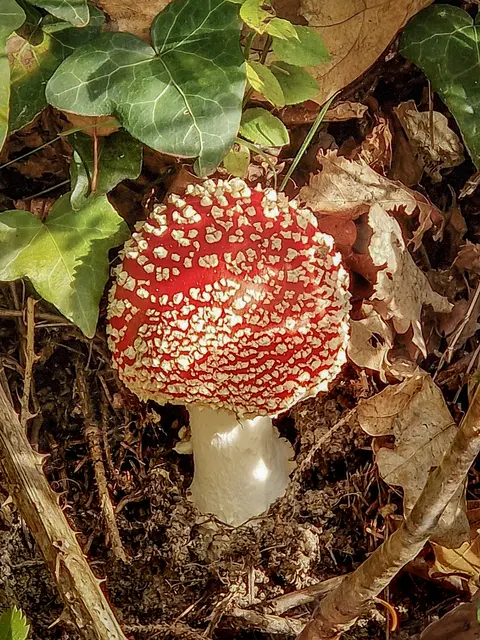 Direkt neben der Straße stand dieser giftige Kollege. 