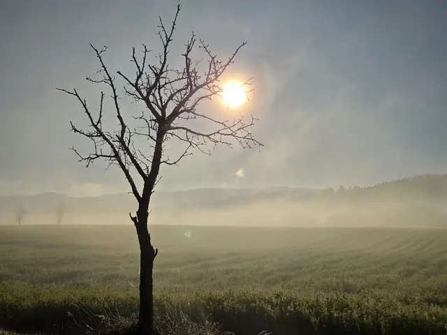 Der Nebel bringt eine ganz besondere Stimmung mit sich. Es herbstelt! | Foto: Martina Fölser 