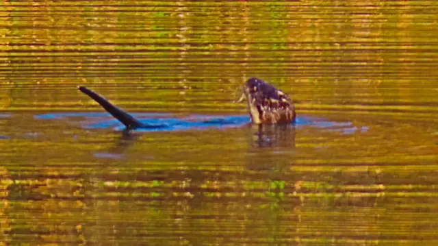 In der Wernberger Drauschleife entdeckte ich diesen Fischotter beim relaxen.