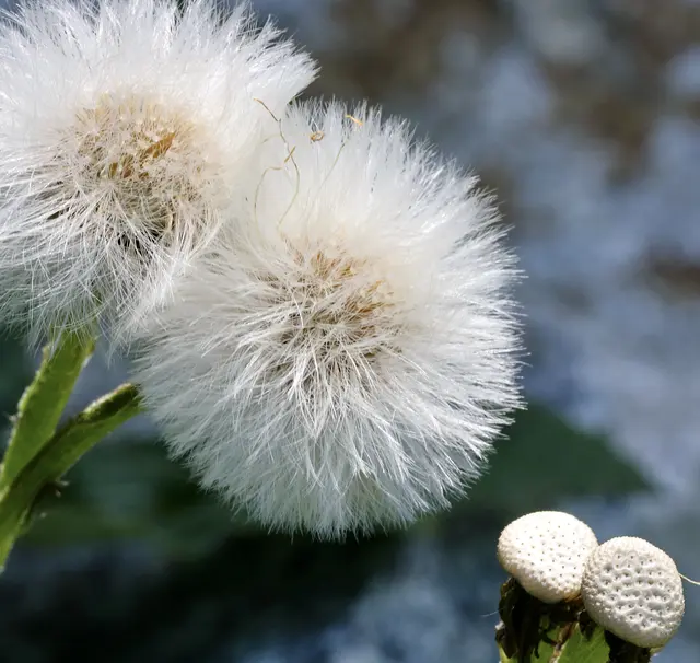 ... Windernte | Foto: Friedrich Toussaint