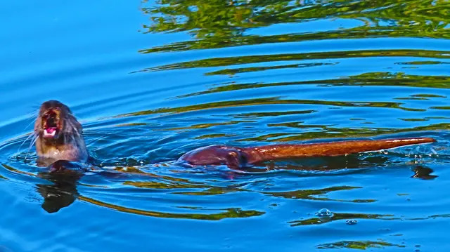 Fischotter in der Wernberger Drsuschleife