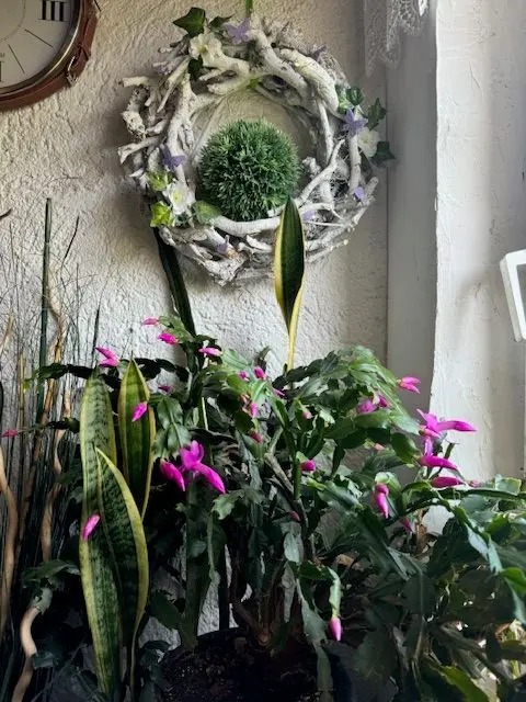 Alljährlich, überpünktlich erblüht zu meiner Freude mein "Weihnachtskaktus" oftmals schon im November; mit all seinen prachtvollen Blüten in Pink!