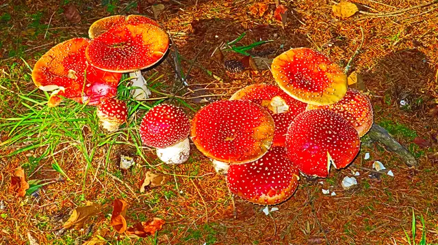 Pilze nahe dem Silbersee