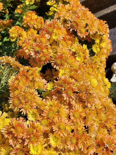 Auf diesem wunderbaren Blumenstrauch kommen auch 4 Blumenfliegen auf ihre Kosten. Sie verschwimmen ein wenig im Blumenmeer. Wo haben sie sich versteckt? 🏵🍃🪰🪴🌼 | Foto: Zuzana Kobesova 2025