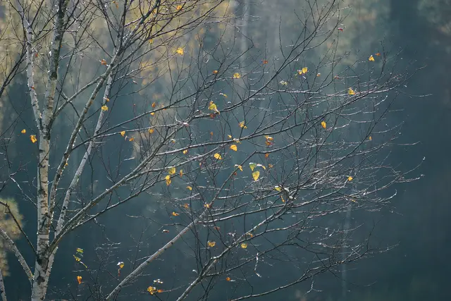 wenn man die Blätter in den Zweigen zählen kann ist der Winter nicht mehr weit.