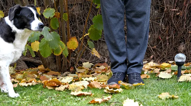 Selbstauslöser/Serienaufnahme ➡️ in der Hoffnung, daß der Hund kommt!............mit Erfolg!
LG Norbert