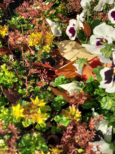 Auf diesem Foto hat sich ein kleiner Gärtner eingeschlichen. Es ist nicht überliefert, ob das Insekt bei Wiener Friedhöfen unter Vertrag ist 😃.   Bei den kühlen Temperaturen ist er trotzdem zu bewundern. Findest du ihn? 🌺 | Foto: Zuzana Kobesova 2025