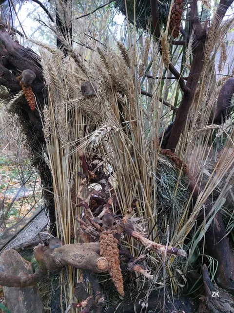 Grau in Grau wie das Wetter - im Tiergarten Schönbrunn nicht unbedingt für ein Grund für "graue" Laune. Die Zwergmäuse in Nähe des Pelikangehäges sind gesellig und g'schäftig. Zu 4, falls du sie findest, ist dann auch Grau nicht mehrso grau 😊🐀.  | Foto: Zuzana Kobesova 2025