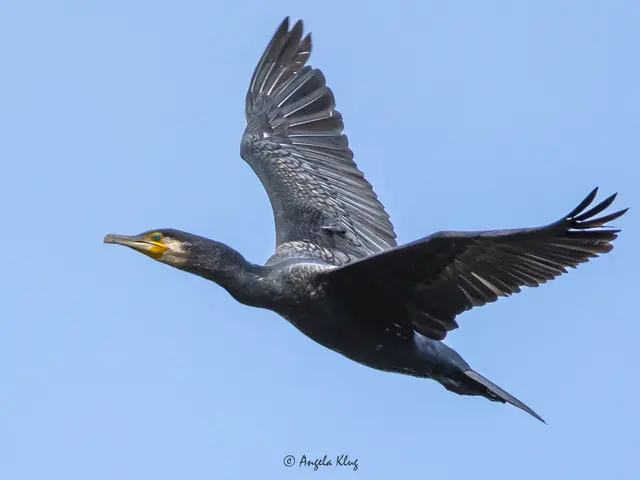 Dieser Kormoran war gemeinsam mit Artgenossen in der Marchegger Au auf der Jagd nach Fischen.
