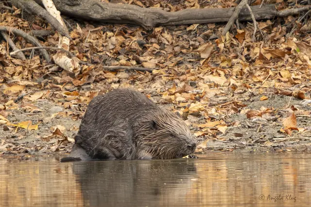 Profi-Holzfäller beim Frühstück