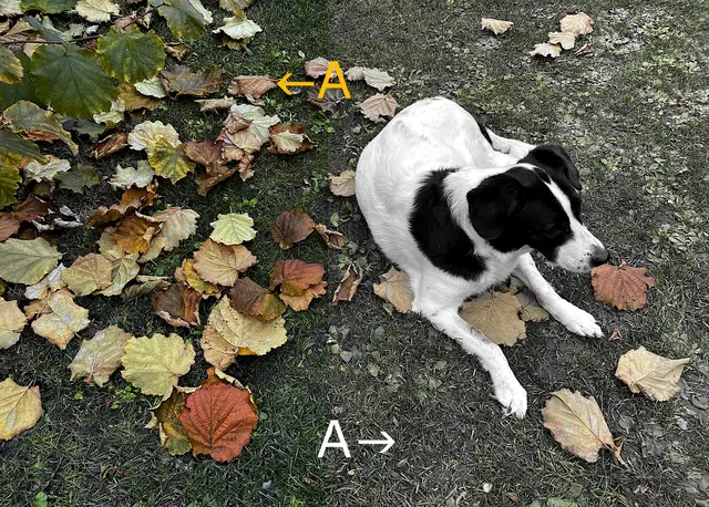 Die Abhaarung des Hundes symbolisiert die geringere Farbe der rechten Bildhälfte!

