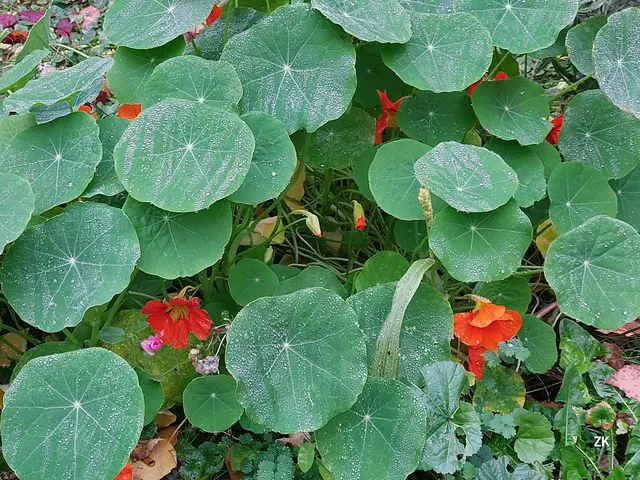 Diese Pflanze scheint ein Lebenskünstler zu sein. Mit "Nachtschweß" von kühler Nacht und Blüten etwas zerzaust, aber in kräftiger Farbe trotzt sie Wind und Wetter. Wer näher hinschaut, entdeckt sogar Blumenknospen. 🌱🌸🍃 | Foto: Zuzana Kobesova 2025